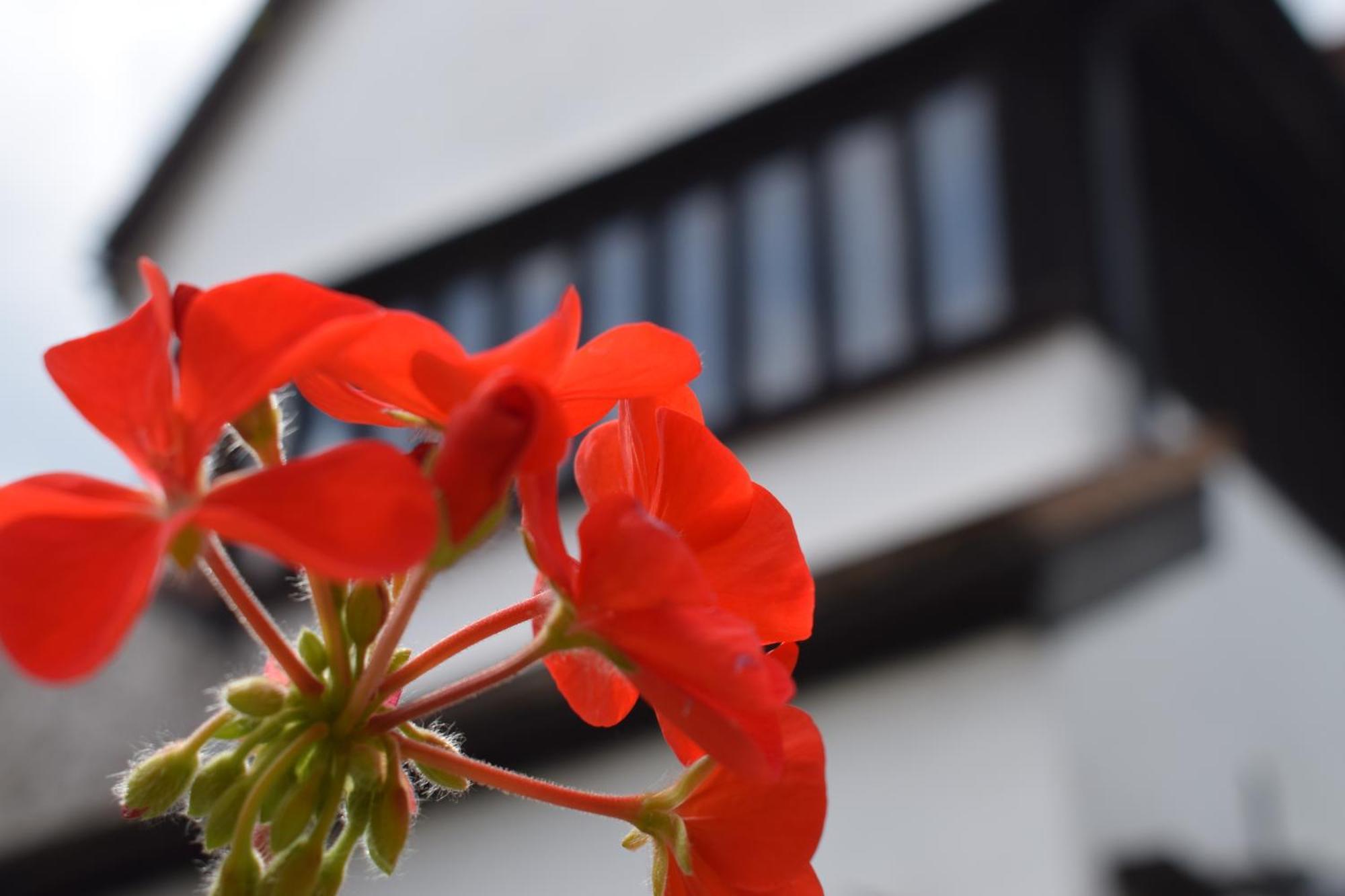 Alma Inn & Dining Rooms ฮาริตช์ ภายนอก รูปภาพ